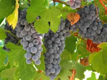 "fresh grapes" by sponger (found at www.SXC.hu)