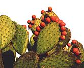 the red fruits are tunas and grow only on nopal cactus